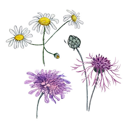 Set of watercolor illustrations of korostavnik, cornflower and chamomileの写真素材