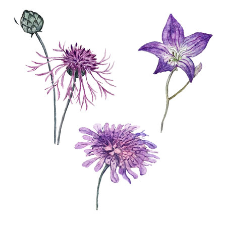 Set of watercolor illustrations of korostavnik, cornflower and bluebell flowerの写真素材