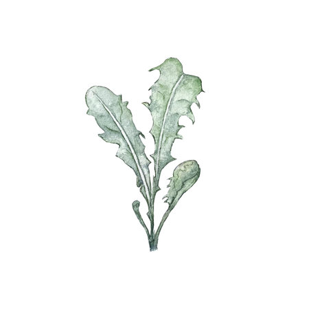 Watercolor illustration of dandelion leaves. High qualityの写真素材