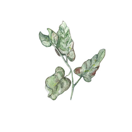Watercolor illustration of bindweed leaves. High qualityの写真素材
