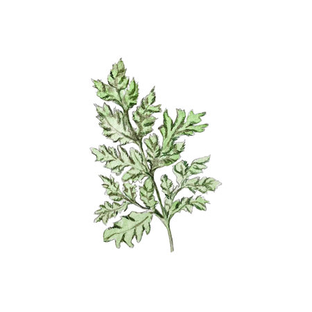 Watercolor illustration of carved green leaf. High qualityの写真素材