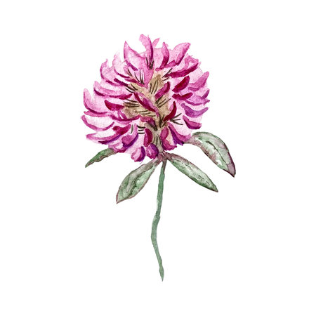 beautiful watercolor illustration of clover flowerの写真素材