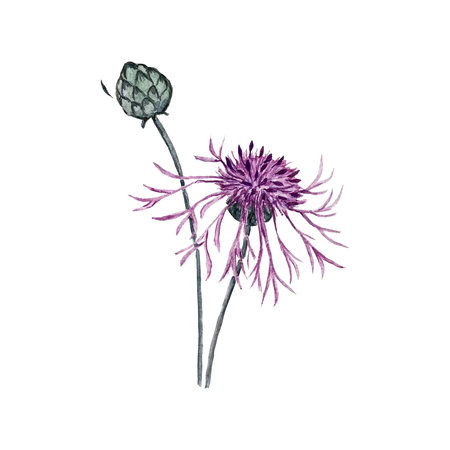 beautiful watercolor illustration of cornflowerの写真素材