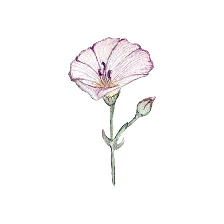beautiful watercolor illustration of bindweedの写真素材