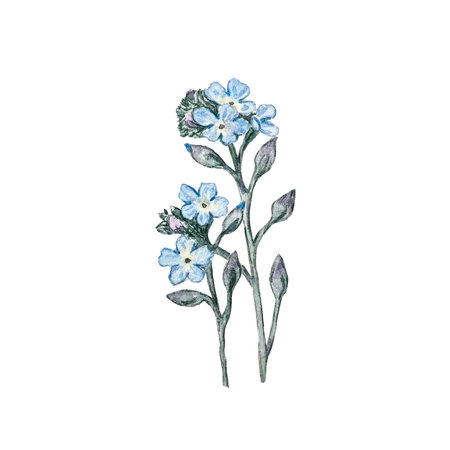 beautiful watercolor illustration of forget me notの写真素材