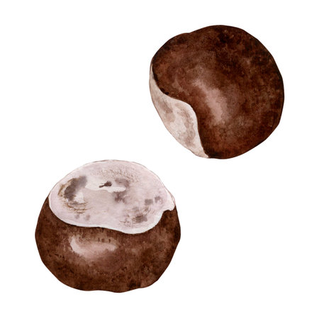 The fruit of the chestnut tree. watercolor illustration. high qualityの写真素材