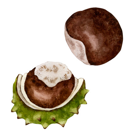 The fruit of the chestnut tree. watercolor illustration. high qualityの写真素材