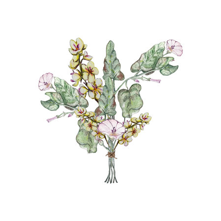 Summer bouquet of bindweed, mullein and bindweed leaves . watercolor illustrations.の写真素材