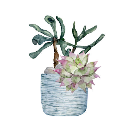 Flower arrangement in a blue textured clay pot. Cacti and succulents. Florarium. Watercolor illustrationの写真素材
