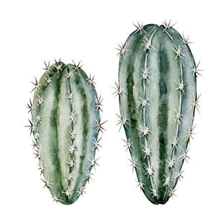 Set of green-blue cacti. Cute home plants with thorns. High quality watercolor illustrationの写真素材