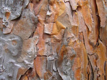 Pine bark