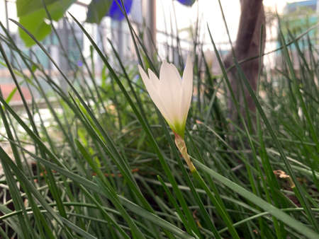 Beautiful wild white flower grown on the grass gardenの写真素材