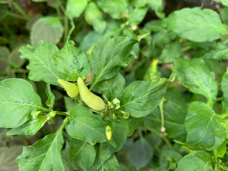 Fresh green chili still on the plantの写真素材