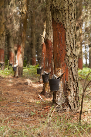 Resin extraction in a pine plantation in Galicia, Spain. I photographed the trunks of these trees and their incisions close to the coast and the sea, in the cliffs and forests near Ortigueira.の写真素材