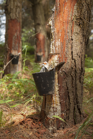 Resin extraction in a pine plantation in Galicia, Spain. I photographed the trunks of these trees and their incisions close to the coast and the sea, in the cliffs and forests near Ortigueira.の写真素材