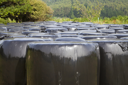 Several bales of straw, and fodder, used as cattle feed, wrapped up in glossy black plastics arranged vertically for collection, over a green field in august, Galicia, northern Spain.の写真素材