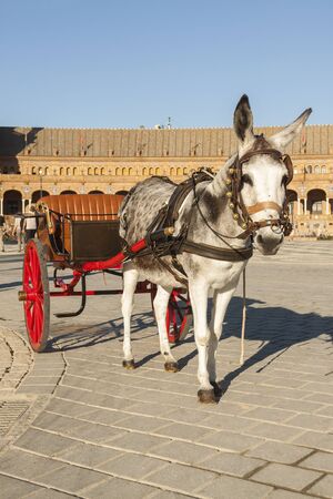 A small and funny gray donkey, resting after pulling one of the traditional cars that can be found in Seville and in the Plaza de España in Seville.の写真素材