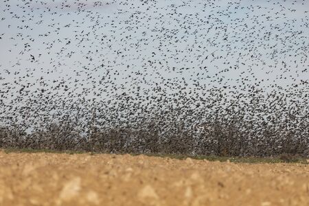 Thousands of starling birds take flight at the same time waving the air and the branches of the almond trees in the province of Zaragoza.の写真素材