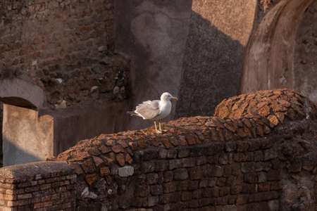 Rome, Italy - June 27, 2010: A seagull looking for the food that tourists sometimes throw away among the ruins of the Roman Forum, Rome.のeditorial素材