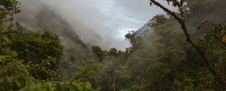 Cloud Forest in Peru, panoramic view of the tropical jungle on the northeast slope of the Andean...