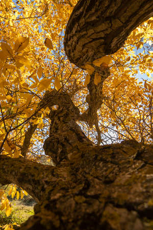 A beautiful walnut tree, dressed in autumn with yellow leaves, poses in silence among the sunny fields near the small town of OrÃ©s, in the Cinco Villas region, Zaragoza, Spain.の写真素材