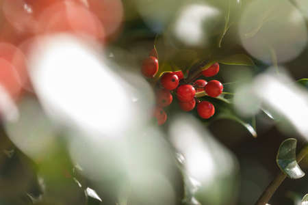 Wild holly in its natural environment, in the forest, with its red berries hidden among the leaves, near the small town of Luesia, in the upper area of the Cinco Villas region, Spain.の写真素材