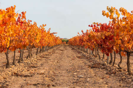 Vineyards with autumnal red leaves in the Campo de Borja region, near the small town of Magallon,...