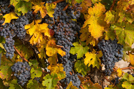 Unharvested grapes, in the autumnal vineyards of Campo de Borja, near the small town of Magallon,...