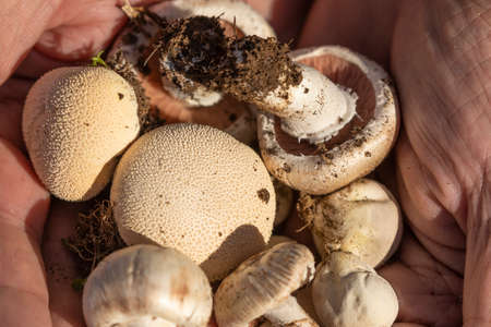 Man's hands showing a group of variated mushrooms, found among the forests near the small town of...