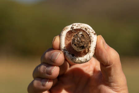 Man's hand showing a mushroom found among the forests near the small town of Luesia, in Aragon,...