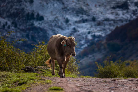 A cow walks towards the Guarrinza pastures seeking refuge from the coming cold. Aragonese Pyrenees. Near of Aguas Tuertas valley, Hecho and Anso, Huesca, Spain.の写真素材