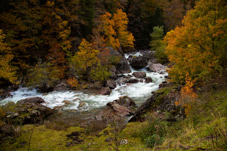 Beech forest and other trees with autumn colors next to the Aragon Subordan river, in the Selva de Oza, Aragonese Pyrenees.の写真素材