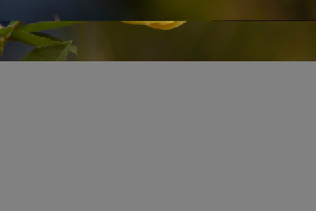Photograph of a yellow rose, on a cloudy autumn day, in the area of the Rosaleda of the Retiro park...