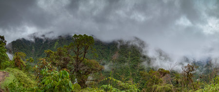 Cloud Forest in Peru, panoramic view of the tropical jungle on the northeast slope of the Andean...