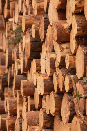 Texture of stacked trunks of trees and pines, felled, cut, by the wood industry, in the forests that...