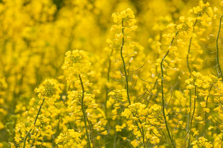 Yellow rapeseed flowers in a large cultivated field near Ejea de los Caballeros, in Aragon, Spain....