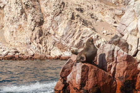 Seals and sea lions, sunbathing peacefully in the Ballestas Islands, within the protected area of the Paracas national reserve, north coast of the Paracas peninsula, Pisco, department of Ica, Peru.の写真素材