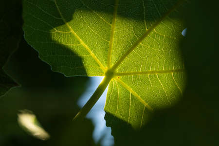 Detail of a fig leaf against the light on a summer afternoon. Ficus carica, an Asian species of flowering plant in the mulberry family, this specimen is located in the Retiro park, Madrid.の写真素材