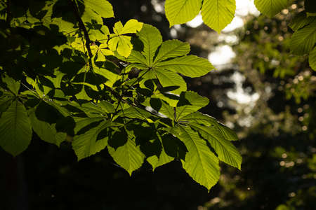 Backlit leaves of a tree of the species Aesculus hippocastanum, the horse chestnut, is a species of flowering plant. This specimen is in the Retiro Park, Madrid, Spain.の写真素材