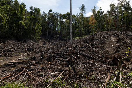 Tropical rainforest, burned, felled and destroyed, for timber extraction, livestock and monocultures such as palm oil. Waiego Island, West Papua, Indonesia. Deforestation of the jungle.の写真素材