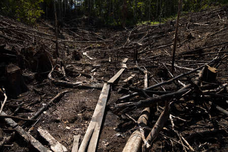 Tropical rainforest, burned, felled and destroyed, for timber extraction, livestock and monocultures such as palm oil. Waiego Island, West Papua, Indonesia. Deforestation of the jungle.の写真素材