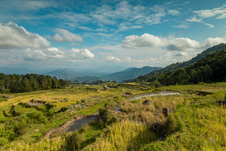 Landscape photograph of rice fields and terraced rice paddies among green tropical forest in the Tana Toraja region, near Rantepao, on the island of Sulawesi, Indonesia, Southeast Asia.の写真素材