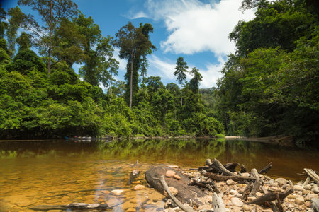 Landscape photograph of the Tembeling River and surrounding jungle, from the water's edge, in Malaysia National Park, also known as Taman Negara Malaysia, the oldest tropical rainforest in the world.の写真素材