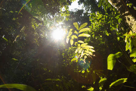 Landscape photograph of the jungle and rainforest at sunset, pierced by the sunbeams, in the remote area of Saluopa Waterfall, Poso Regency, Central Sulawesi, Indonesia. Wild natural environment.の写真素材