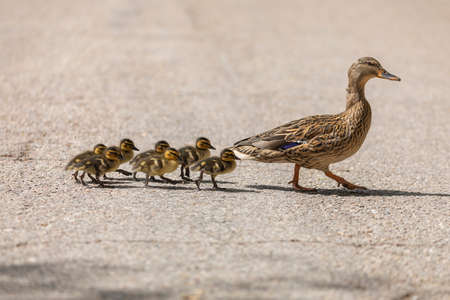 A female duck, a Mallard specimen, Anas platyrhynchos, crosses the asphalt of a path in the Retiro Park in Madrid, followed by her newborn ducklings, seeking refuge to be safe.の写真素材