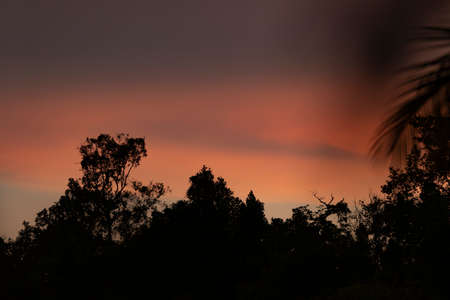 Orange sunset and last lights of the day silhouetted the rainforest trees in the Raja Ampat Islands, West Papua, Indonesiaの写真素材