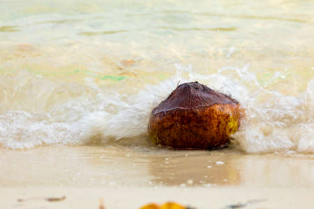 A coconut is washed away by sea waves onto the coral sand beach at Pulau Poya, one of the islets of the Togian Islands, Indonesiaの写真素材