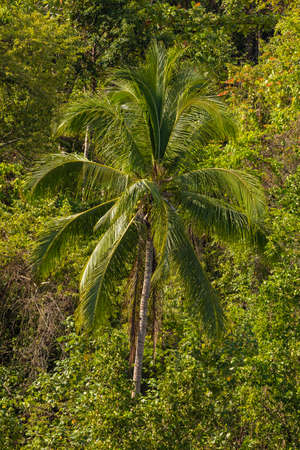 A huge green tropical palm grows amongst the impenetrable jungle on Gam Island, Raja Ampat, West...