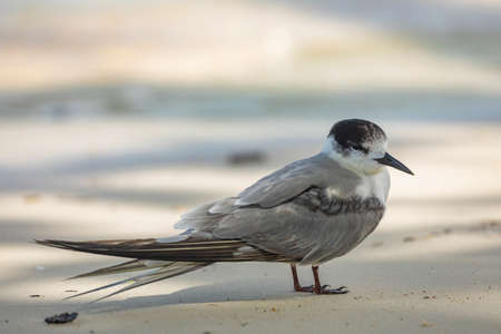 A seabird, a black-billed common tern, watches from the sand on the north beach of Friwin Island, Raja Ampat, West Papua, Indonesiaの写真素材