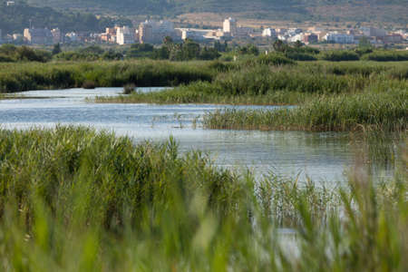 Landscape of reed beds and wetlands in the protected natural area of the Prat de Cabanes Natural Park, Torreblanca, Castellon, Spainの写真素材